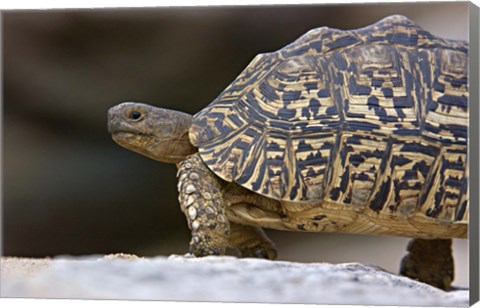 Framed Close-up of a Leopard tortoise, Tarangire National Park, Arusha Region, Tanzania (Geochelone pardalis) Print