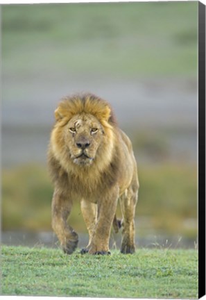 Framed Portrait of a Lion walking in a field, Ngorongoro Conservation Area, Arusha Region, Tanzania (Panthera leo) Print