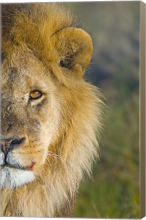 Framed Close-up of a lion, Ngorongoro Conservation Area, Arusha Region, Tanzania (Panthera leo) Print