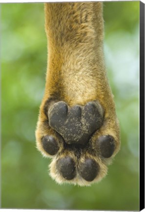 Framed Close-up of a lion&#39;s paw, Lake Manyara, Arusha Region, Tanzania (Panthera leo) Print