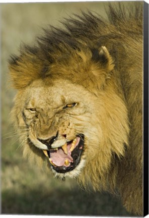 Framed Close-up of a lion snarling, Ngorongoro Conservation Area, Arusha Region, Tanzania (Panthera leo) Print