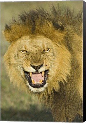 Framed Close-up of a lion roaring, Ngorongoro Conservation Area, Arusha Region, Tanzania (Panthera leo) Print