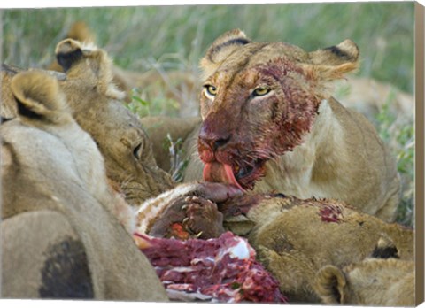 Framed Four lioness eating a kill, Ngorongoro Conservation Area, Arusha Region, Tanzania (Panthera leo) Print
