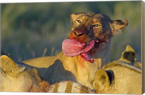 Framed Close-up of a lioness eating a zebra liver, Ngorongoro Conservation Area, Arusha Region, Tanzania (Panthera leo) Print