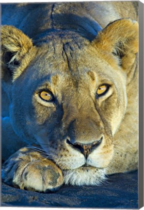 Framed Close-up of a lioness, Ngorongoro Conservation Area, Arusha Region, Tanzania (Panthera leo) Print