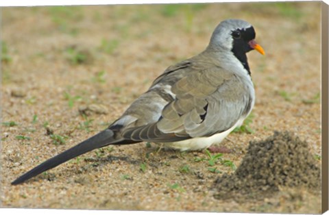 Framed Close-up of a Namaqua dove, Tarangire National Park, Arusha Region, Tanzania (Oena capensis) Print