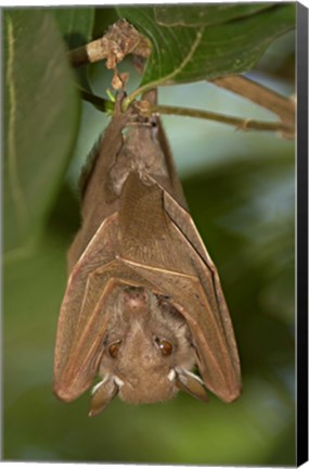 Framed Close-up of a bat hanging from a branch, Lake Manyara, Arusha Region, Tanzania Print