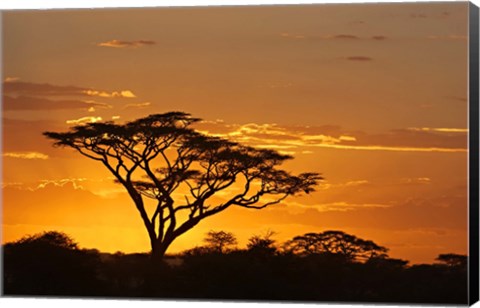 Framed Silhouette of Trees in a field, Ngorongoro Conservation Area, Arusha Region, Tanzania Print