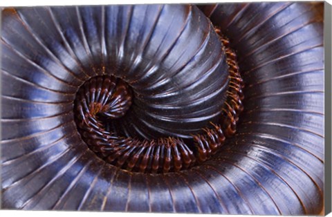 Framed Close-up of a millipede curled up, Tarangire National Park, Arusha Region, Tanzania Print