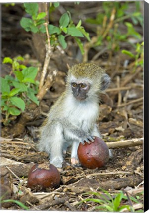 Framed Vervet monkey holding a seed pod, Tarangire National Park, Arusha Region, Tanzania (Chlorocebus pygerythrus) Print