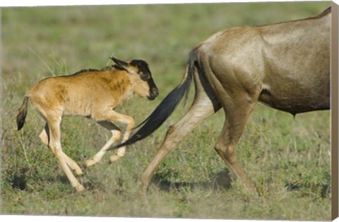 Framed Side profile of a wildebeest and its calf running in a field, Ngorongoro Conservation Area, Arusha Region, Tanzania Print