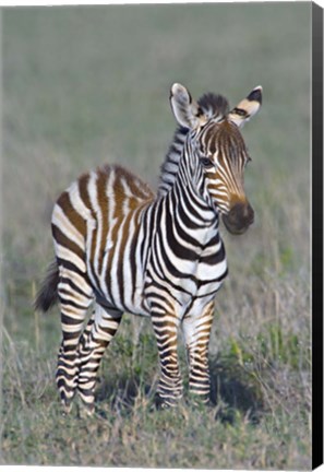 Framed Young zebra standing in a field Print