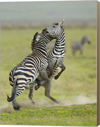 Framed Two zebras fighting in a field, Ngorongoro Conservation Area, Arusha Region, Tanzania (Equus burchelli chapmani) Print