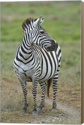 Framed Zebra standing in a field, Ngorongoro Conservation Area, Arusha Region, Tanzania (Equus burchelli chapmani) Print