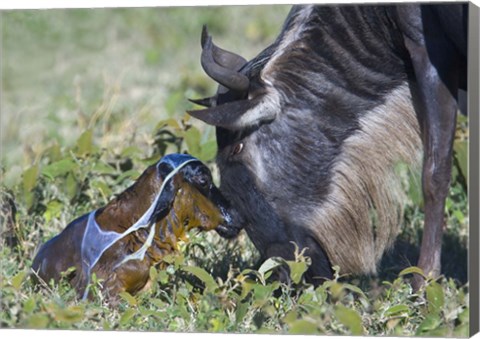 Framed Wildebeest with its newborn calf lying on a field, Ngorongoro Conservation Area, Arusha Region, Tanzania Print