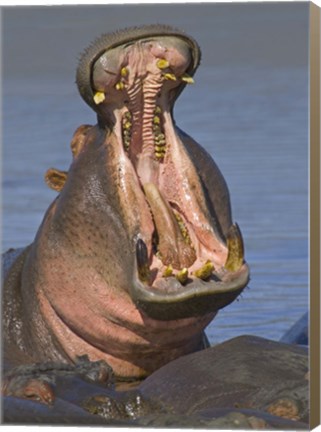 Framed Close-up of a Hippopotamus, Lake Manyara, Arusha Region, Tanzania Print