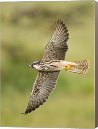 Framed Close-up of a Lanner falcon flying, Lake Manyara, Arusha Region, Tanzania (Falco biarmicus) Print