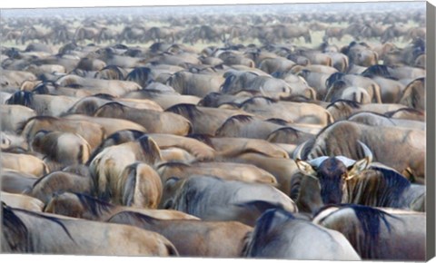 Framed Herd of wildebeests in a field, Ngorongoro Conservation Area, Arusha Region, Tanzania Print