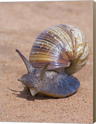 Framed Close-up of a Giant African land snail, Tarangire National Park, Arusha Region, Tanzania (Lissachatina fulica) Print