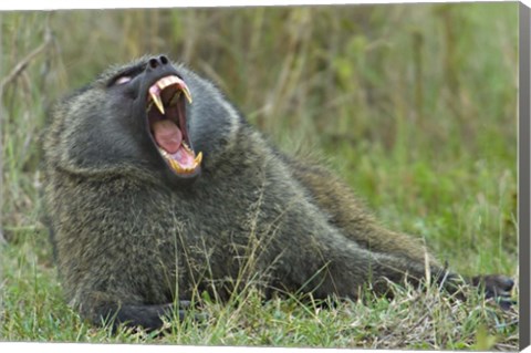 Framed Close-up of an Olive baboon yawning, Lake Nakuru, Kenya (Papio anubis) Print