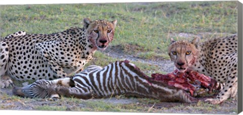 Framed Portrait of two cheetahs eating a zebra, Ngorongoro Conservation Area, Arusha Region, Tanzania (Acinonyx jubatus) Print