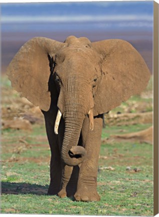 Framed Close-up of an African elephant walking in a field, Lake Manyara, Arusha Region, Tanzania (Loxodonta Africana) Print