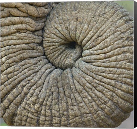 Framed Close-up of an Elephant trunk, Ngorongoro Conservation Area, Arusha Region, Tanzania Print