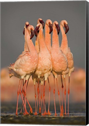 Framed Flock of eight flamingos wading in water, Lake Nakuru, Kenya Print