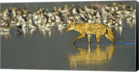 Framed Side profile of a Golden jackal wading in water, Ngorongoro Conservation Area, Arusha Region, Tanzania (Canis aureus) Print