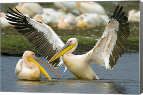 Framed Two Great white pelicans wading in a lake, Lake Nakuru, Kenya (Pelecanus onocrotalus) Print