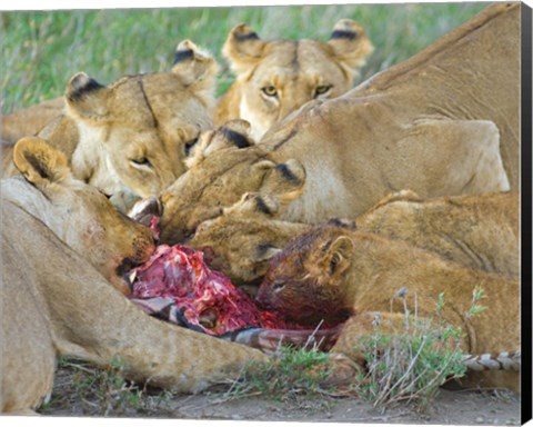 Framed Five lions eating a dead zebra, Ngorongoro Conservation Area, Arusha Region, Tanzania (Panthera leo) Print