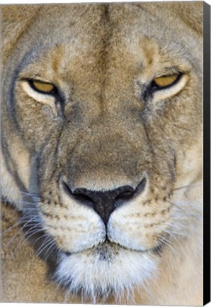 Framed Close-up of a lioness, Masai Mara National Reserve, Kenya (Panthera leo) Print