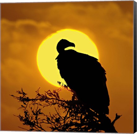 Framed Silhouette of a vulture perching on a branch, Masai Mara National Reserve, Kenya Print