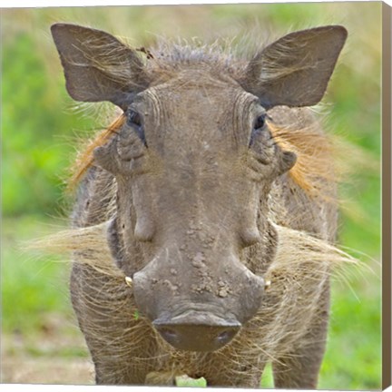 Framed Close-up of a warthog, Lake Manyara, Arusha Region, Tanzania (Phacochoerus aethiopicus) Print