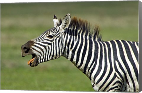 Framed Side profile of a zebra braying, Ngorongoro Conservation Area, Arusha Region, Tanzania (Equus burchelli chapmani) Print