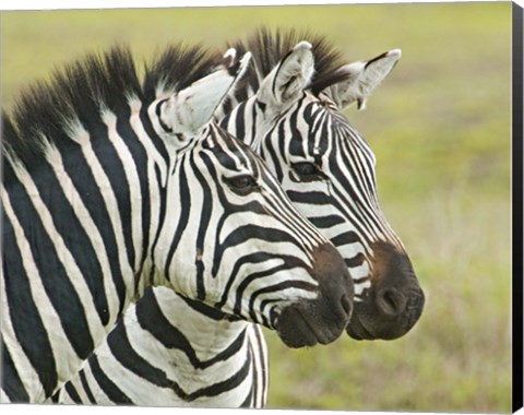 Framed Close-up of two zebras, Ngorongoro Conservation Area, Arusha Region, Tanzania (Equus burchelli chapmani) Print