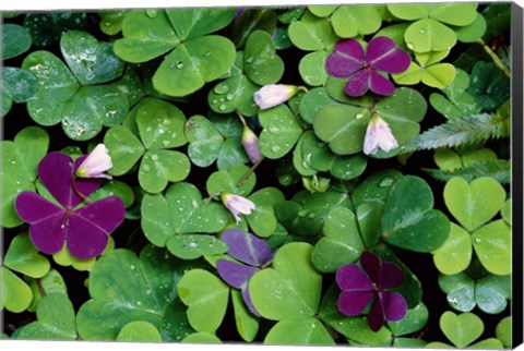Framed Wood Sorrel Plants Print