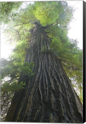 Framed Low-Angle View Of Redwood Tree Print