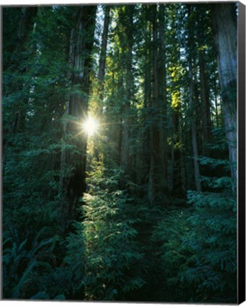 Framed Low angle view of sunstar through redwood trees, Jedediah Smith Redwoods State Park, California, USA. Print