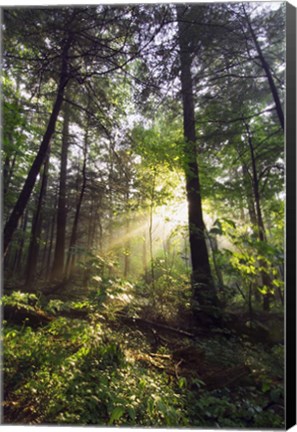 Framed Sunbeams in dense forest, Great Smoky Mountains National Park, Tennessee, USA. Print