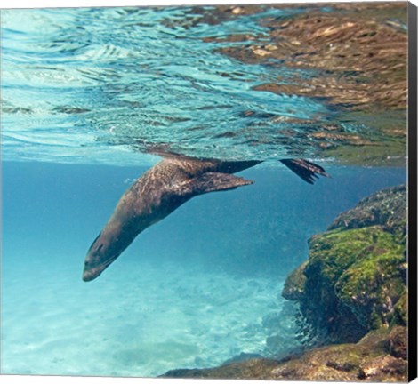 Framed Galapagos sea lion (Zalophus wollebaeki) swimming underwater, Galapagos Islands, Ecuador Print