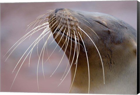 Framed Close-up of a Galapagos Sea Lion, Galapagos Islands, Ecuador Print