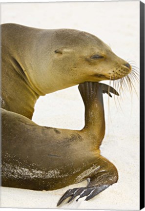 Framed Galapagos Sea Lion (Zalophus wollebaeki), Galapagos Islands, Ecuador Print