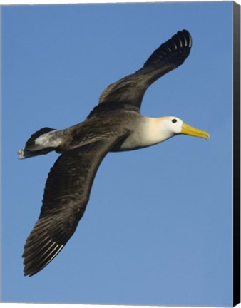 Framed Waved albatross (Diomedea irrorata) flying in the sky, Galapagos Islands, Ecuador Print