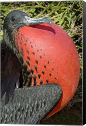 Framed Close-up of a Magnificent Frigatebird (Fregata magnificens), Galapagos Islands, Ecuador Print