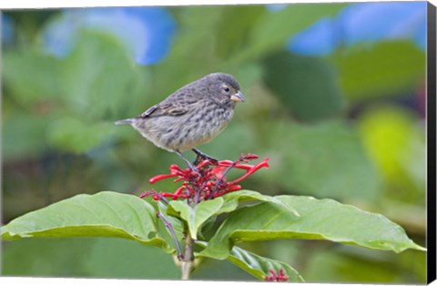 Framed Close-up of a Small Ground-finch (Geospiza fuliginosa) perching on a plant, Galapagos Islands, Ecuador Print