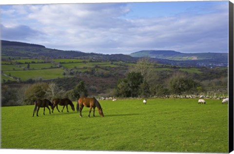 Framed Horses and Sheep in the Barrow Valley, Near St Mullins, County Carlow, Ireland Print