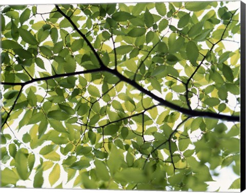 Framed Backlit green tree branch Print