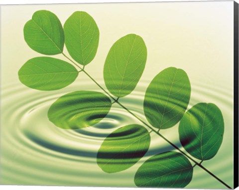 Framed Green leafy branch superimposed on green water ripples Print