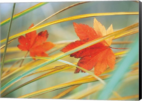 Framed Two fall orange fall leaves amid yellow reeds with out of focus green background Print